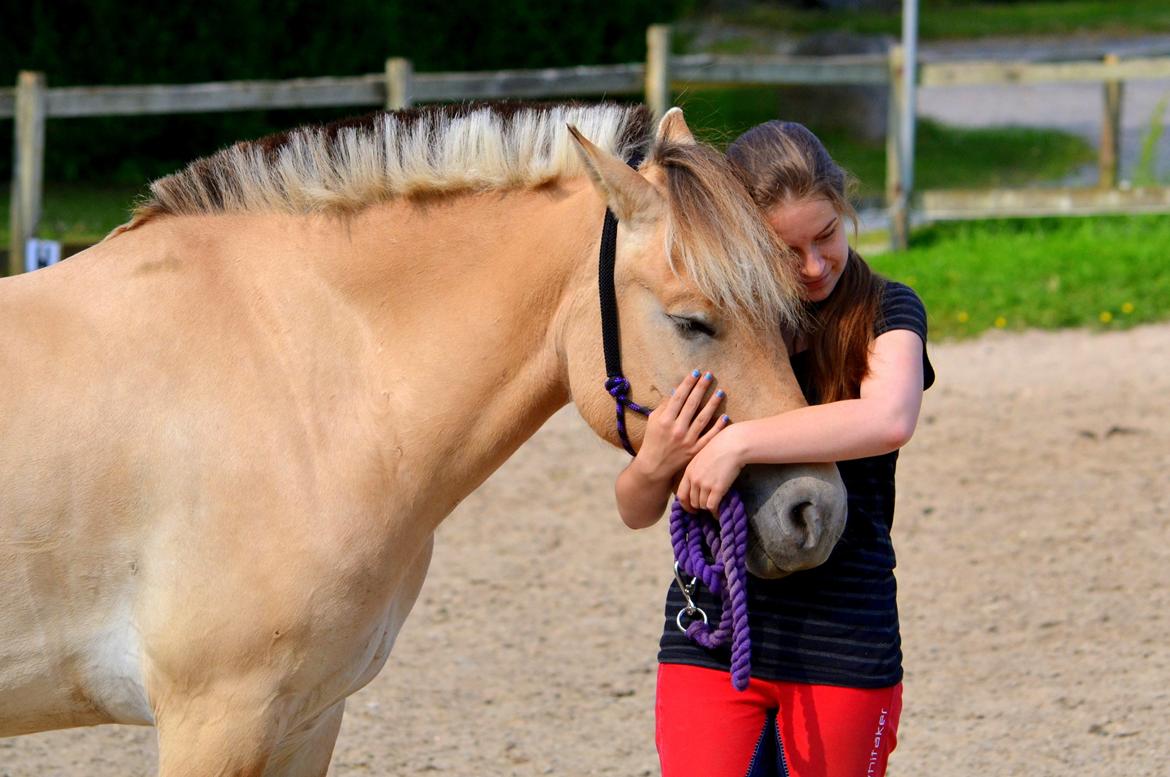 Fjordhest Elvis Killimanjaro - Den bedste<3 - Tillid kan være svært at få, men man ved i sidste ende, at det har været det hele værd <3 billede 4