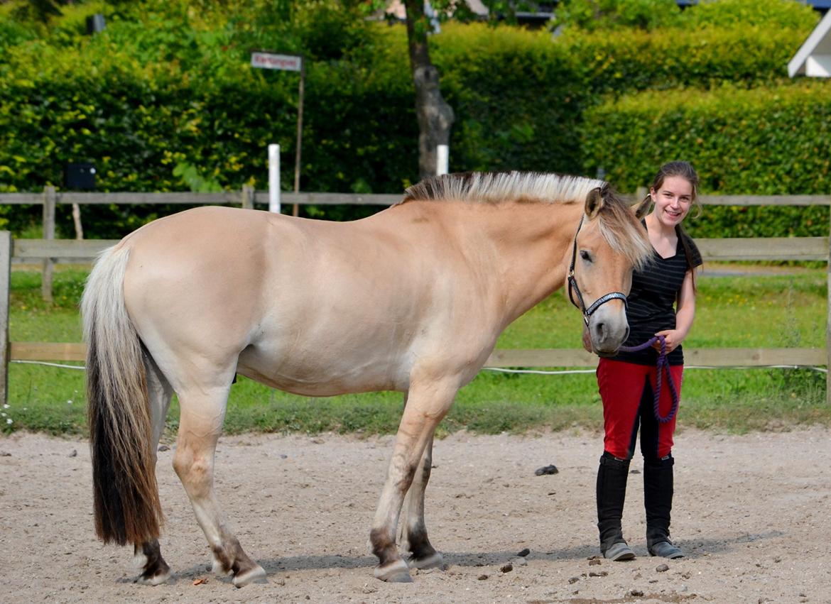 Fjordhest Elvis Killimanjaro - Den bedste<3 - Elvis med sin Zebra grimeXD billede 12