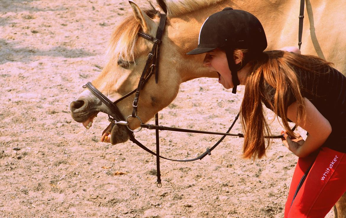 Fjordhest Elvis Killimanjaro - Den bedste<3 - Er så tæt på at lære ham at gabe:D billede 7