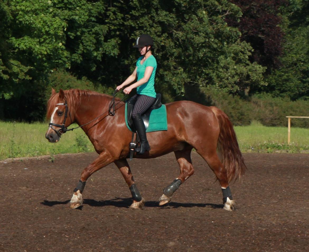 Welsh Cob (sec D) Valhallas Lord Matrafal billede 29