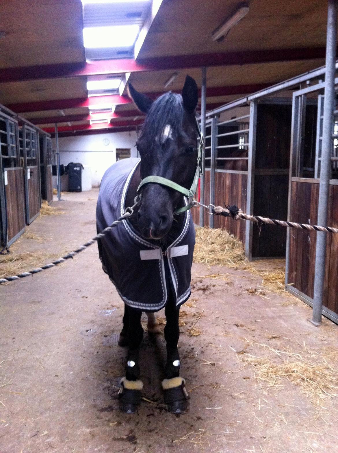 Welsh Partbred (Sec F) Bjerregårds Rhett billede 11