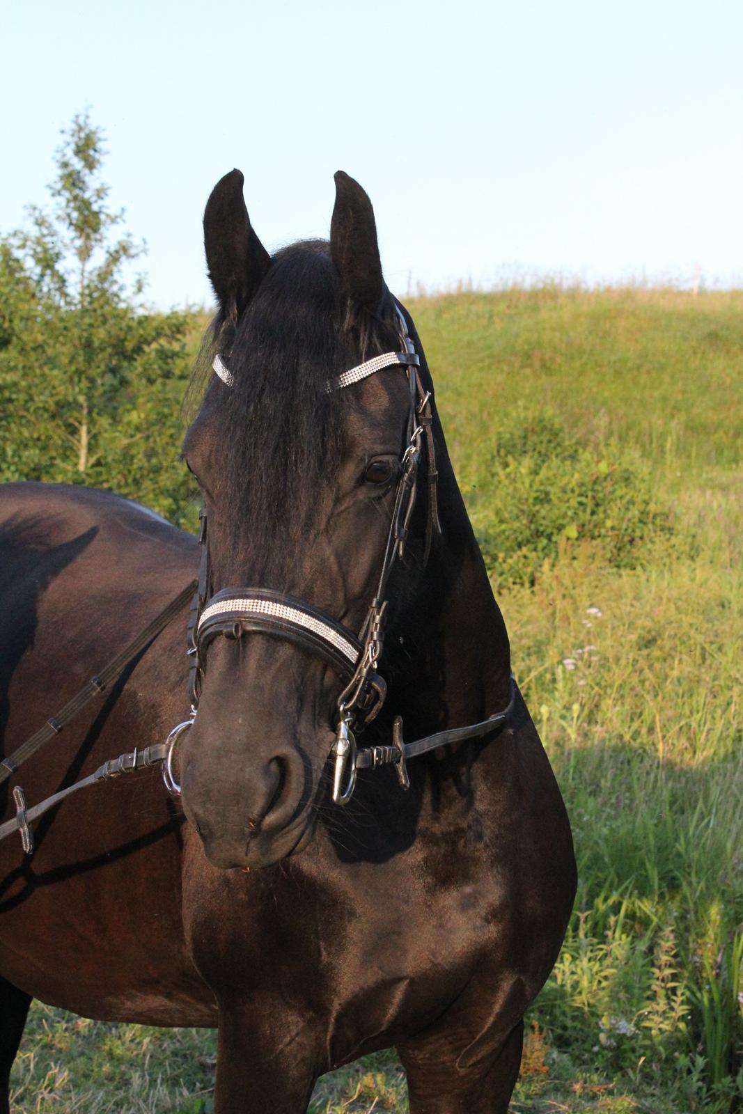 Frieser Tonja billede 22