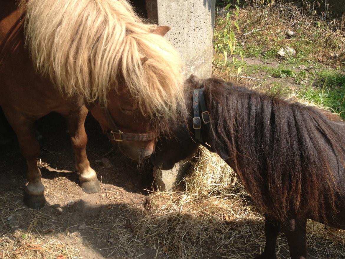 Miniature Lonso (solgt) billede 4