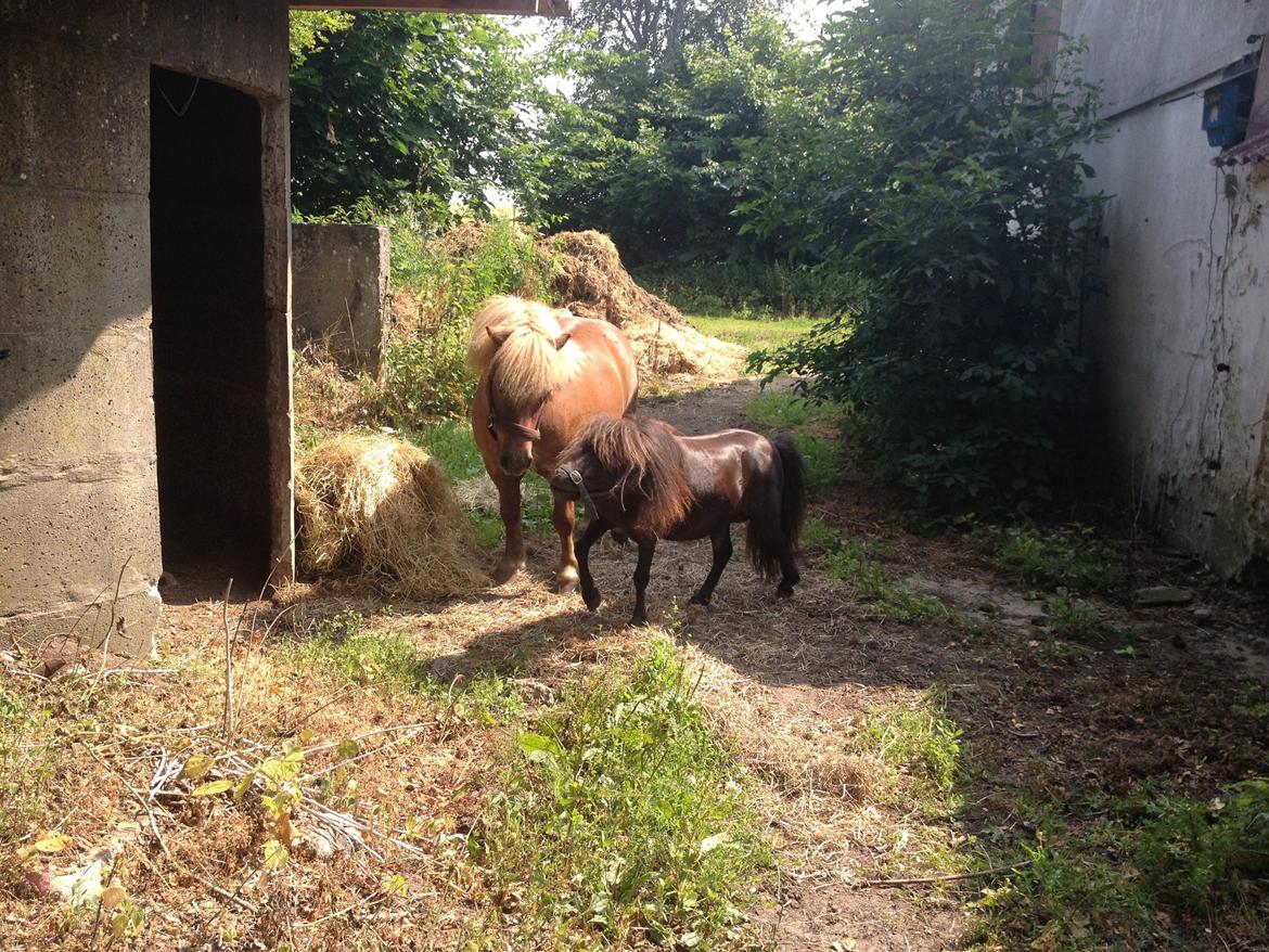 Miniature Lonso (solgt) billede 5