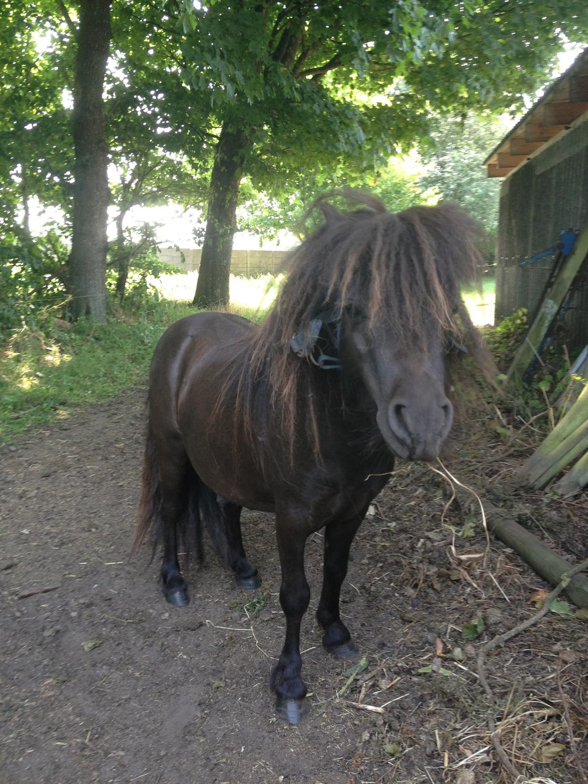 Miniature Lonso (solgt) billede 6