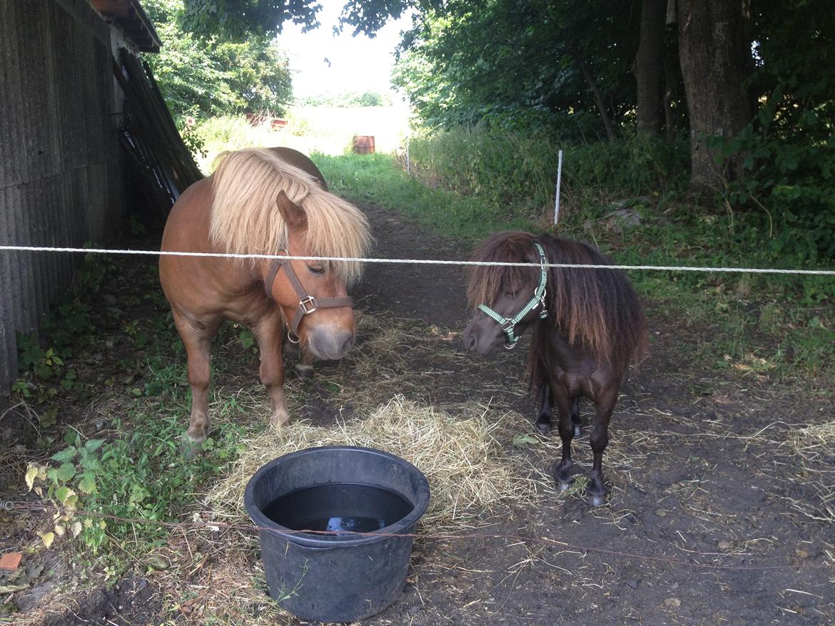 Miniature Lonso (solgt) billede 7