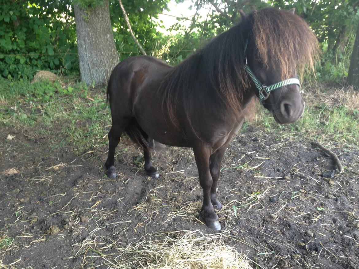 Miniature Lonso (solgt) - Lonso med sin nye grime. Måtte have fat i en mini shetlænder grime billede 8