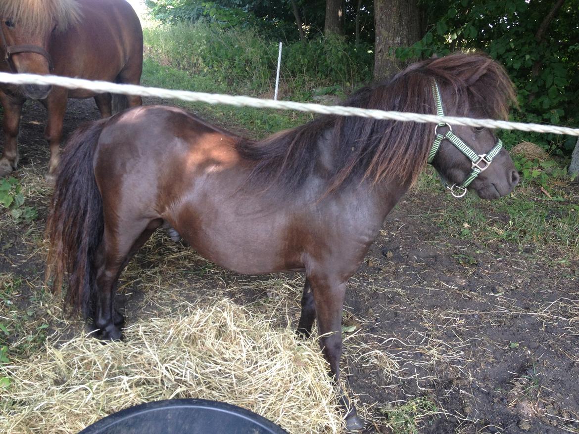 Miniature Lonso (solgt) billede 9