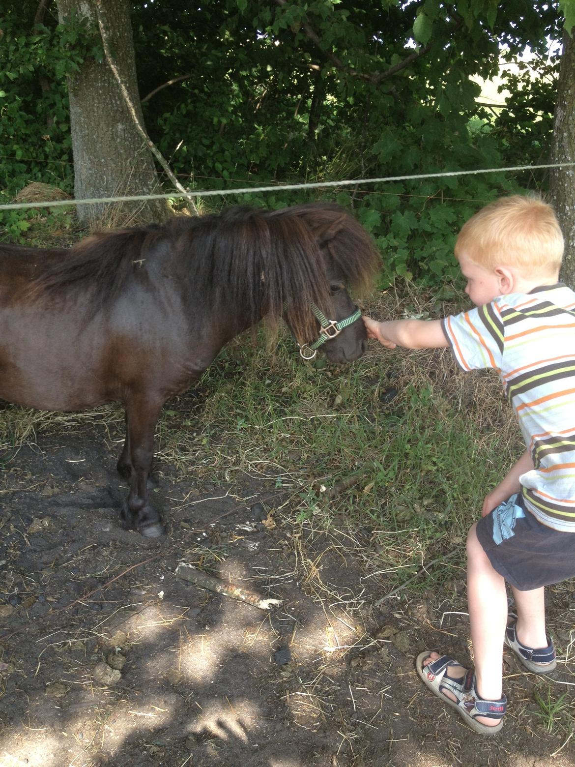 Miniature Lonso (solgt) billede 10