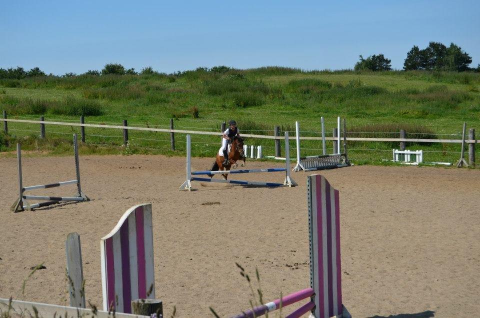 Pinto Dyrkærgaards Loverboy/Boysen - ♥♥ billede 2