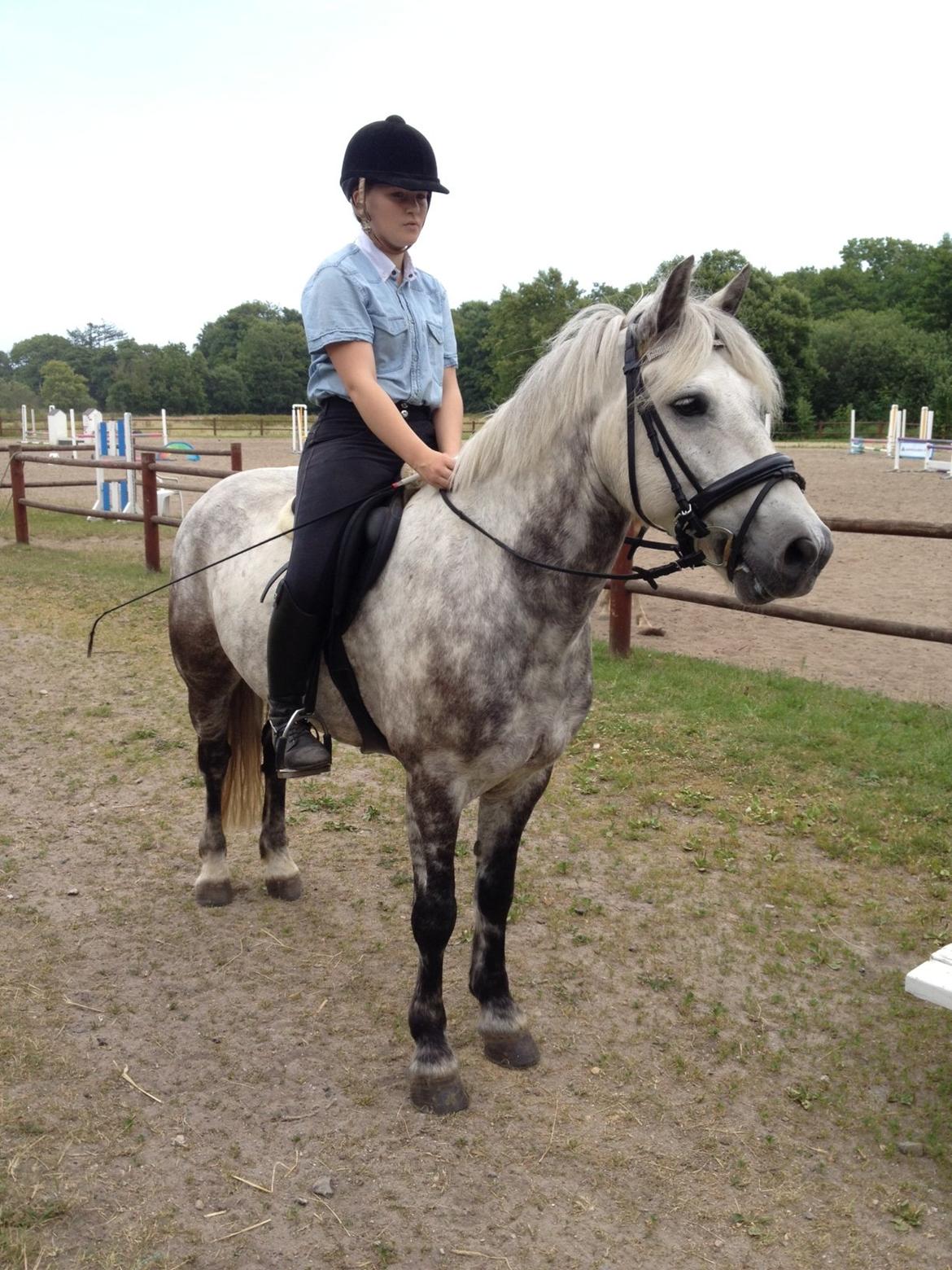 Irsk Sportspony Castlefarm Rainbow billede 1