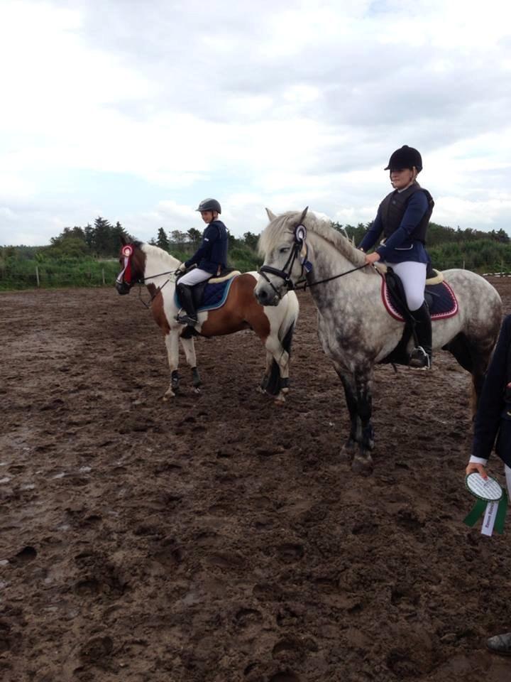 Irsk Sportspony Castlefarm Rainbow billede 2