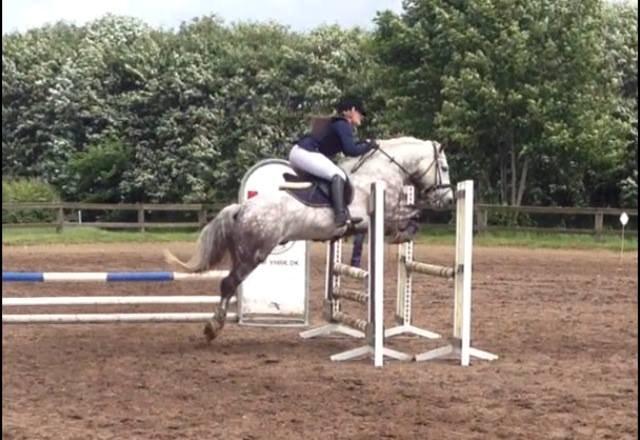 Irsk Sportspony Castlefarm Rainbow billede 3