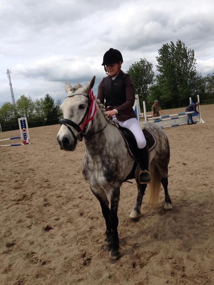 Irsk Sportspony Castlefarm Rainbow billede 4