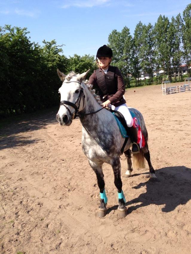 Irsk Sportspony Castlefarm Rainbow billede 5