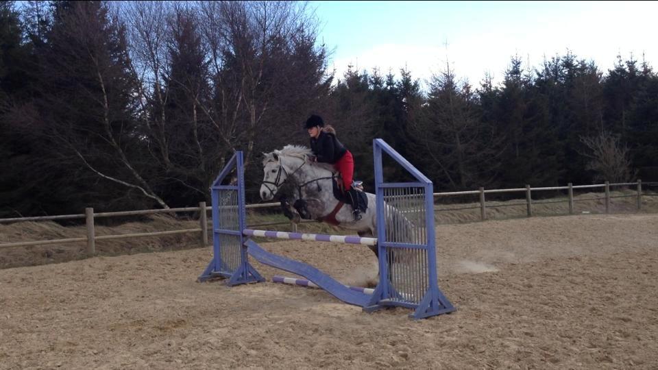 Irsk Sportspony Castlefarm Rainbow billede 6