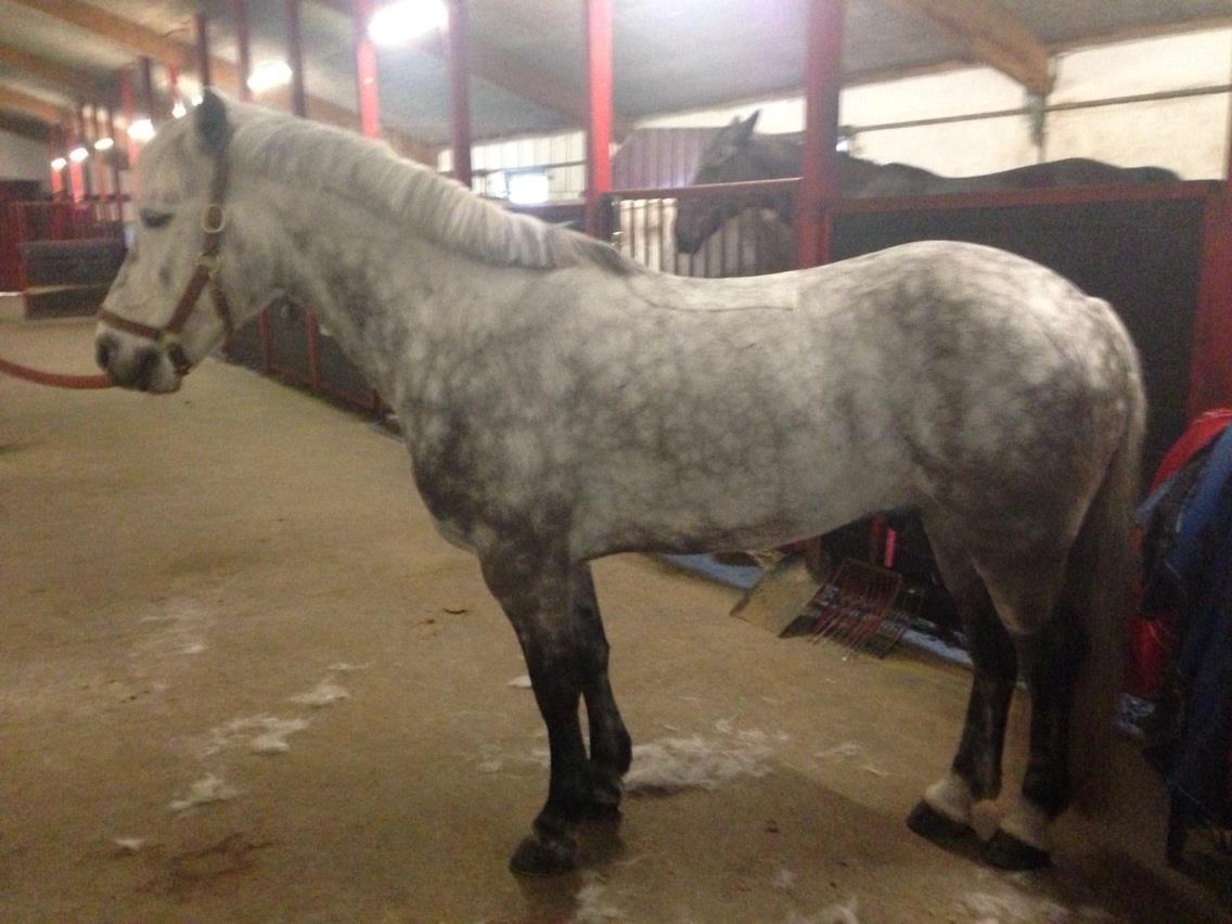 Irsk Sportspony Castlefarm Rainbow billede 7