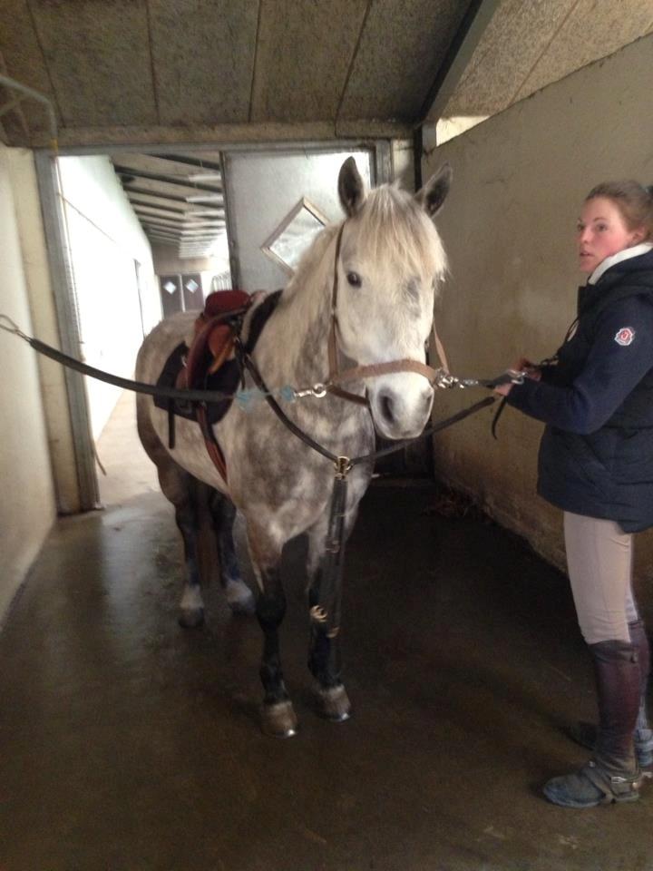 Irsk Sportspony Castlefarm Rainbow billede 8