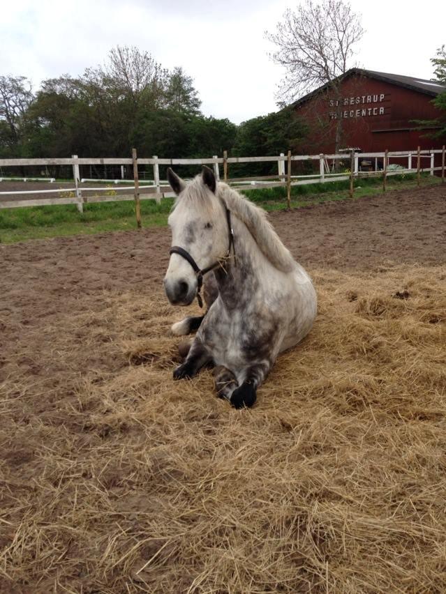 Irsk Sportspony Castlefarm Rainbow billede 9