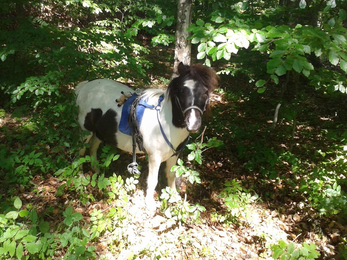 Shetlænder Haagenbjerg's Sif billede 16
