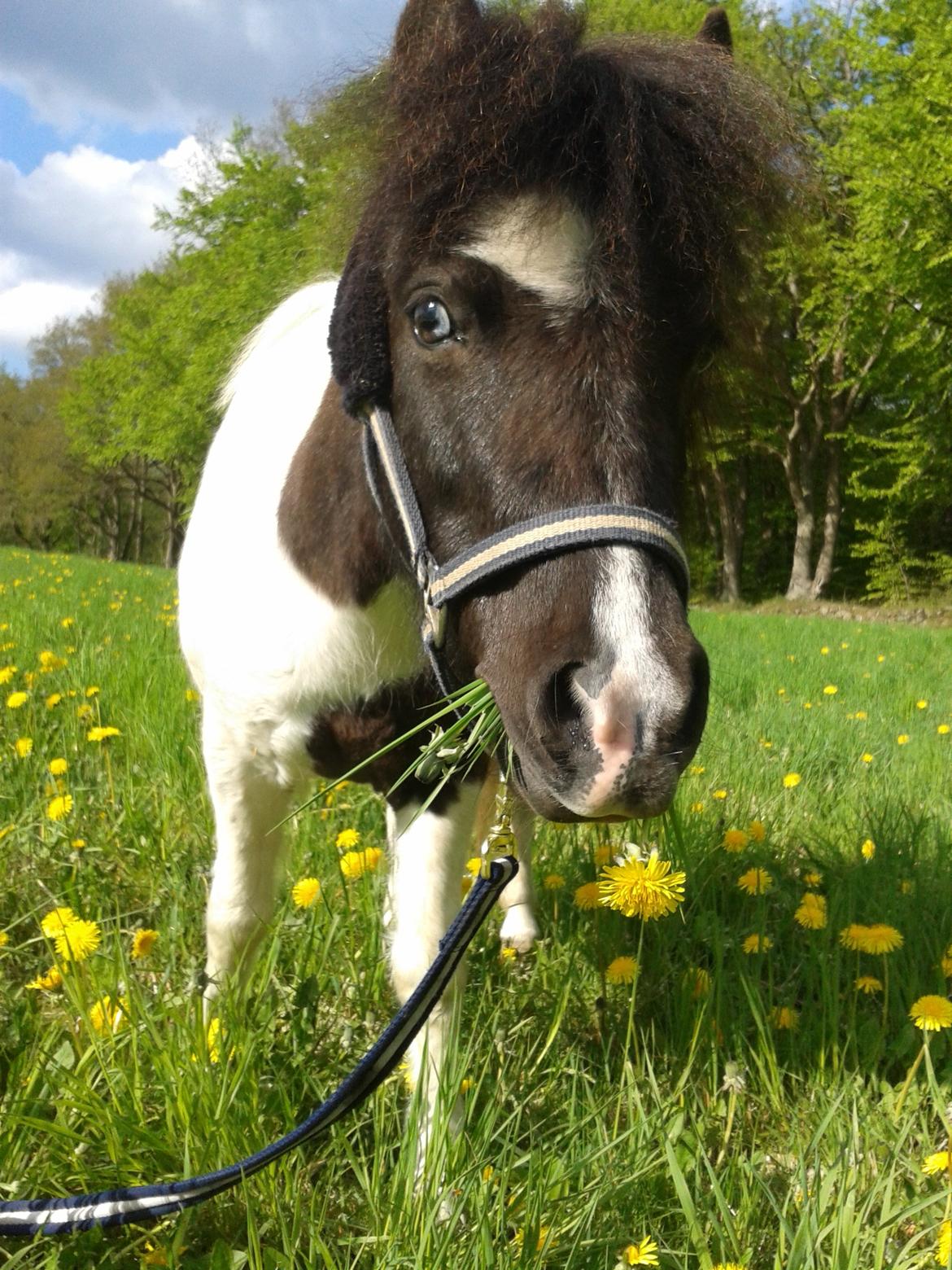 Shetlænder Haagenbjerg's Sif billede 17