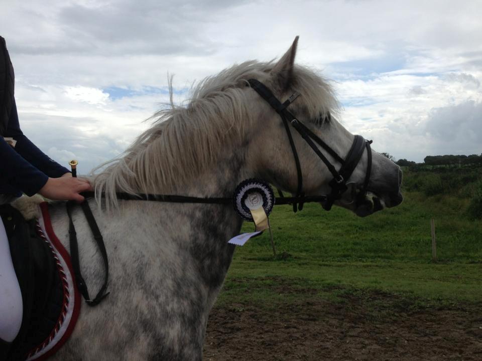 Irsk Sportspony Castlefarm Rainbow billede 10