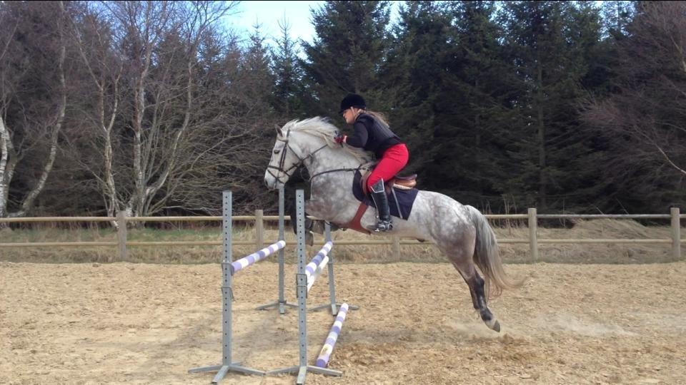 Irsk Sportspony Castlefarm Rainbow billede 11