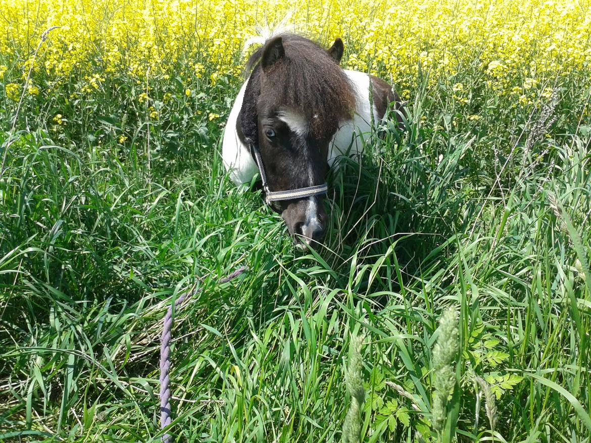 Shetlænder Haagenbjerg's Sif billede 18