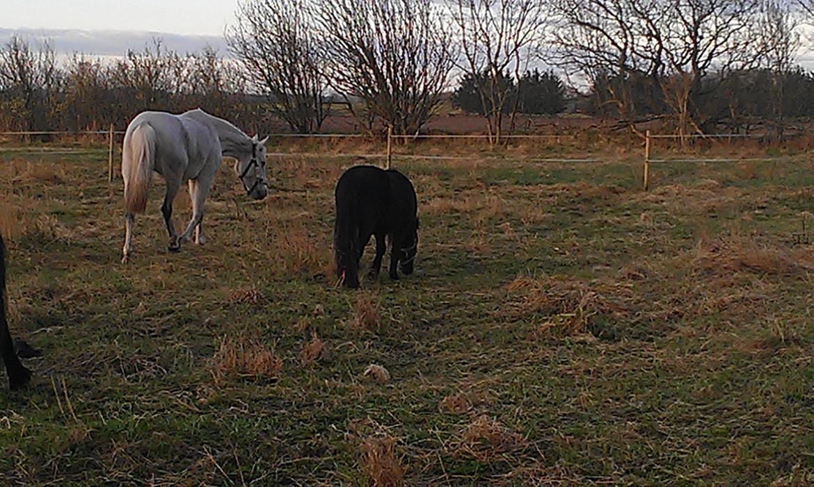 Anden særlig race Donna billede 3