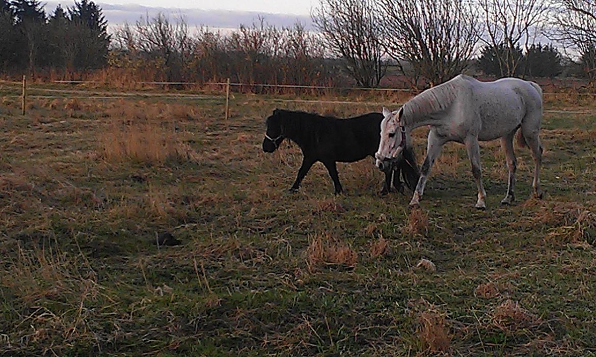 Anden særlig race Donna billede 5