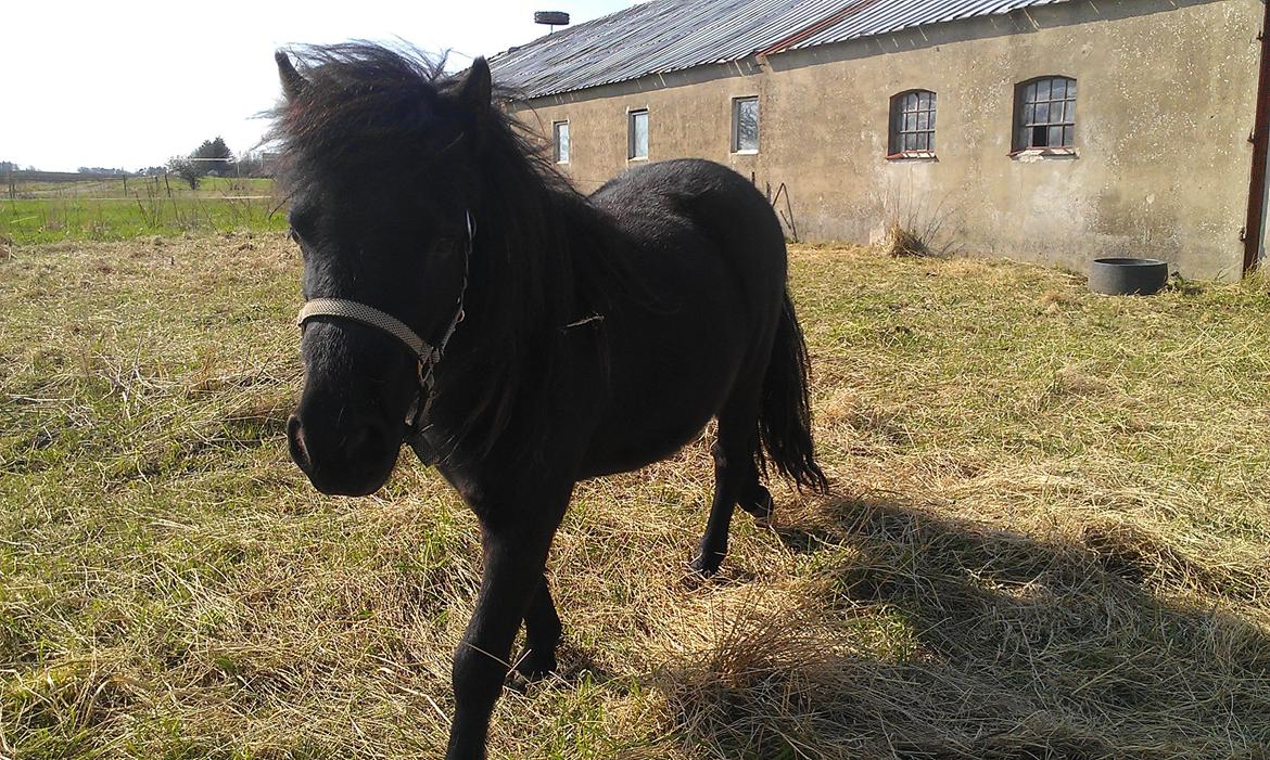 Anden særlig race Donna billede 6