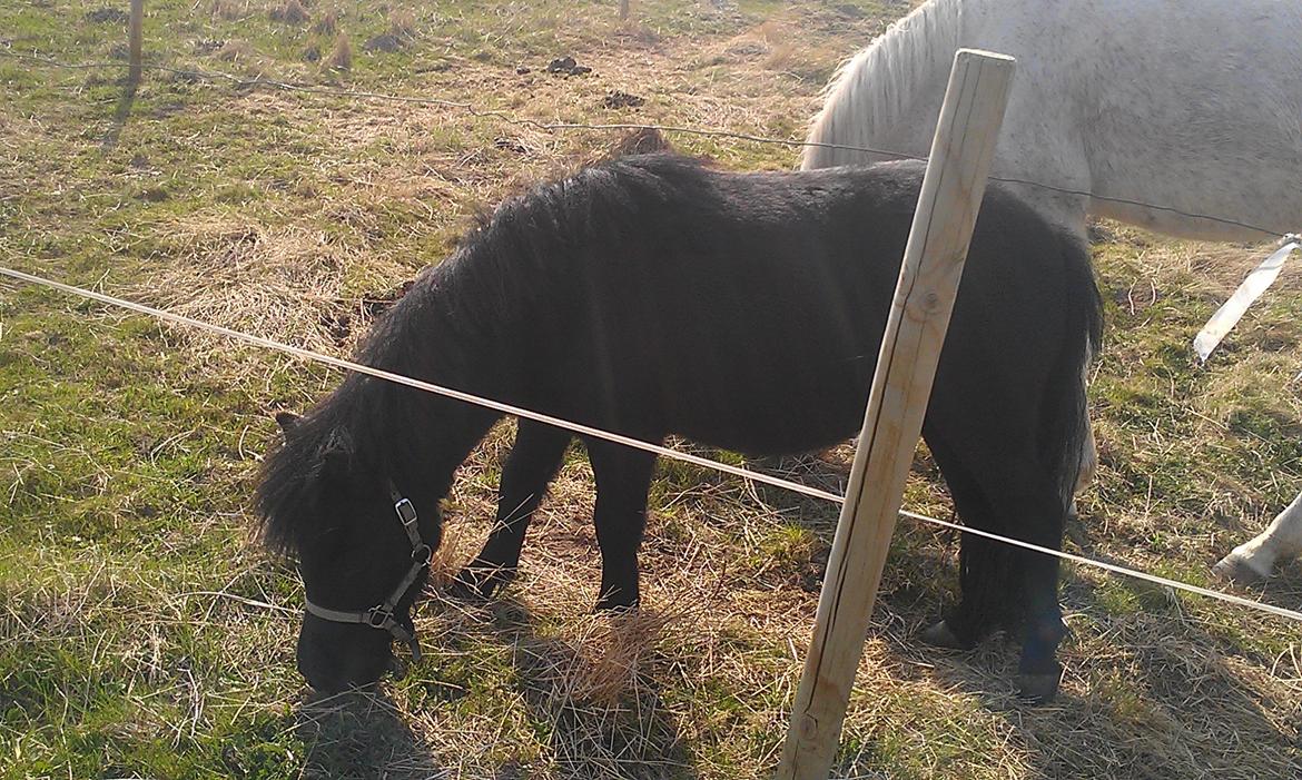 Anden særlig race Donna billede 7