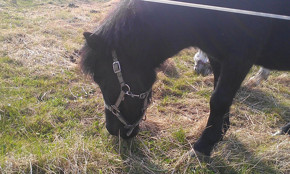 Anden særlig race Donna billede 8