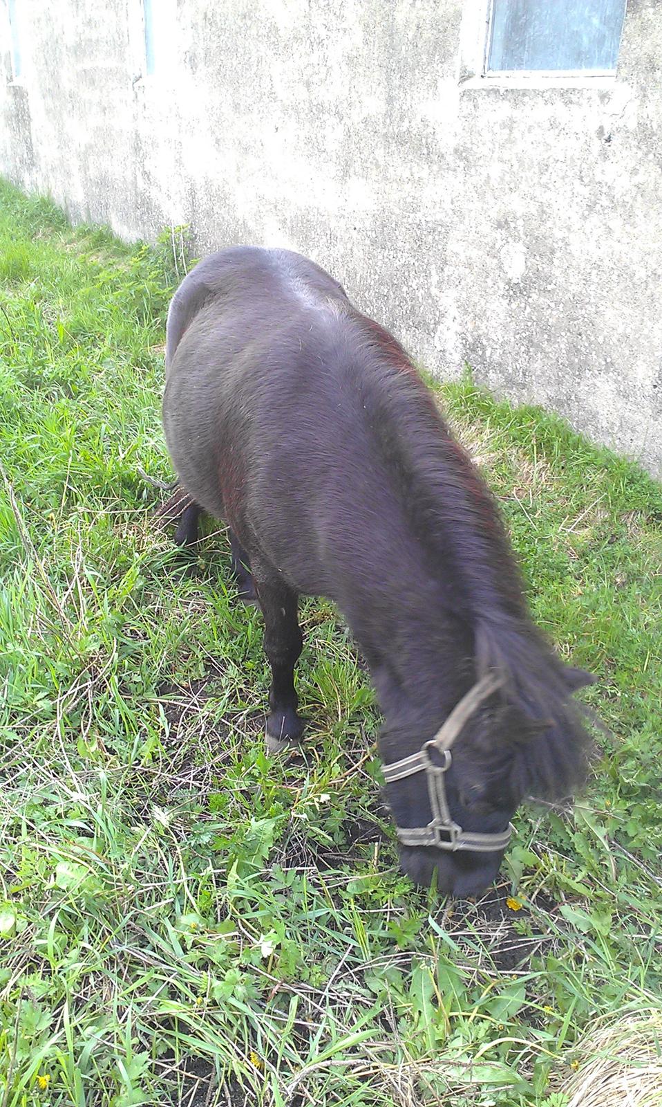 Anden særlig race Donna billede 9