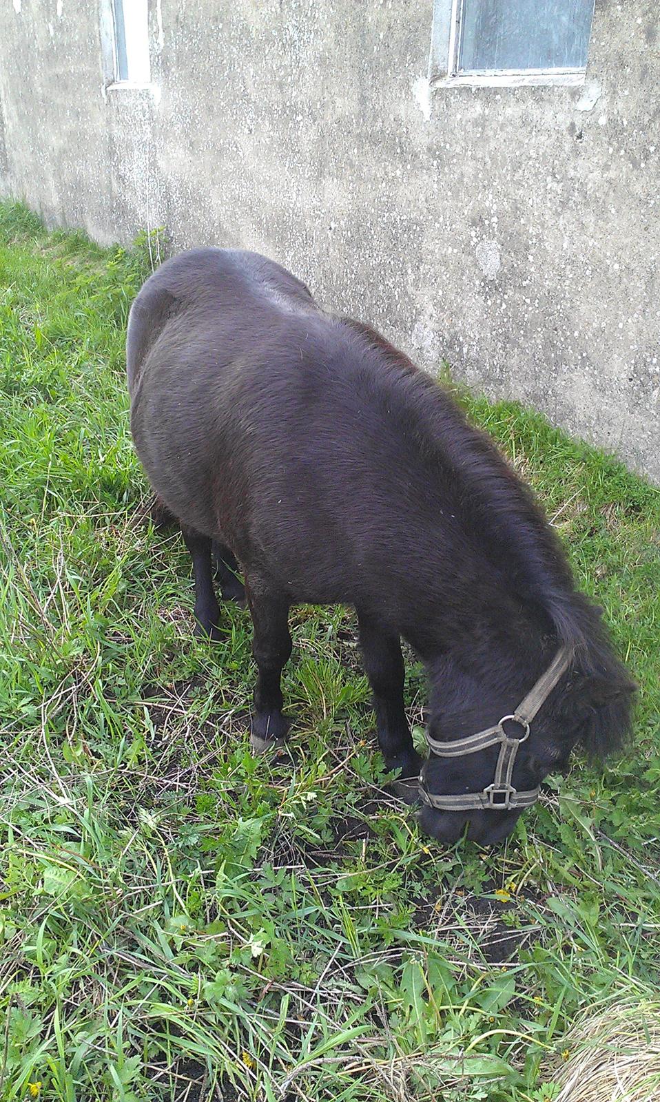 Anden særlig race Donna billede 10