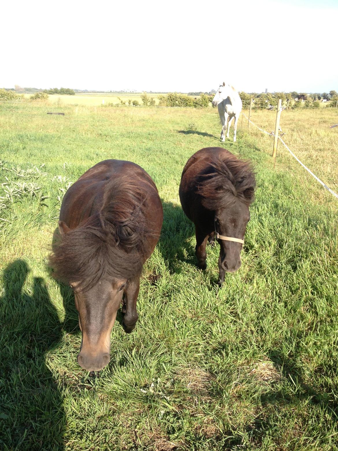 Anden særlig race Donna billede 11