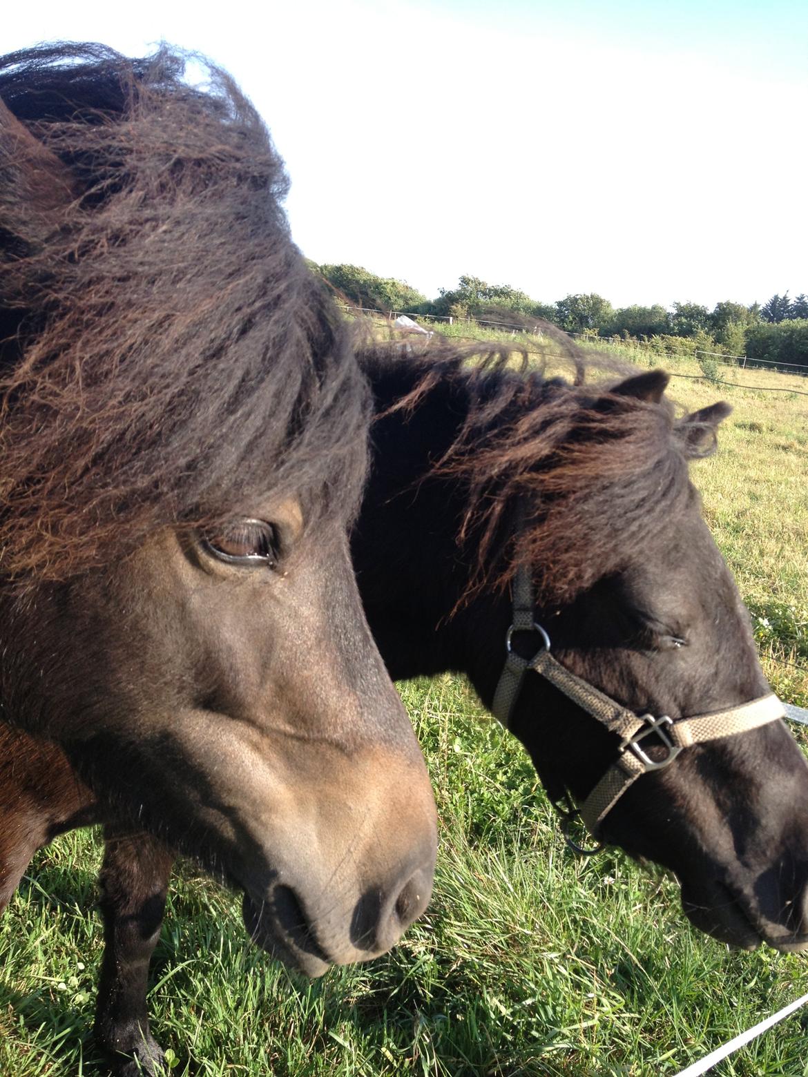 Anden særlig race Donna billede 2