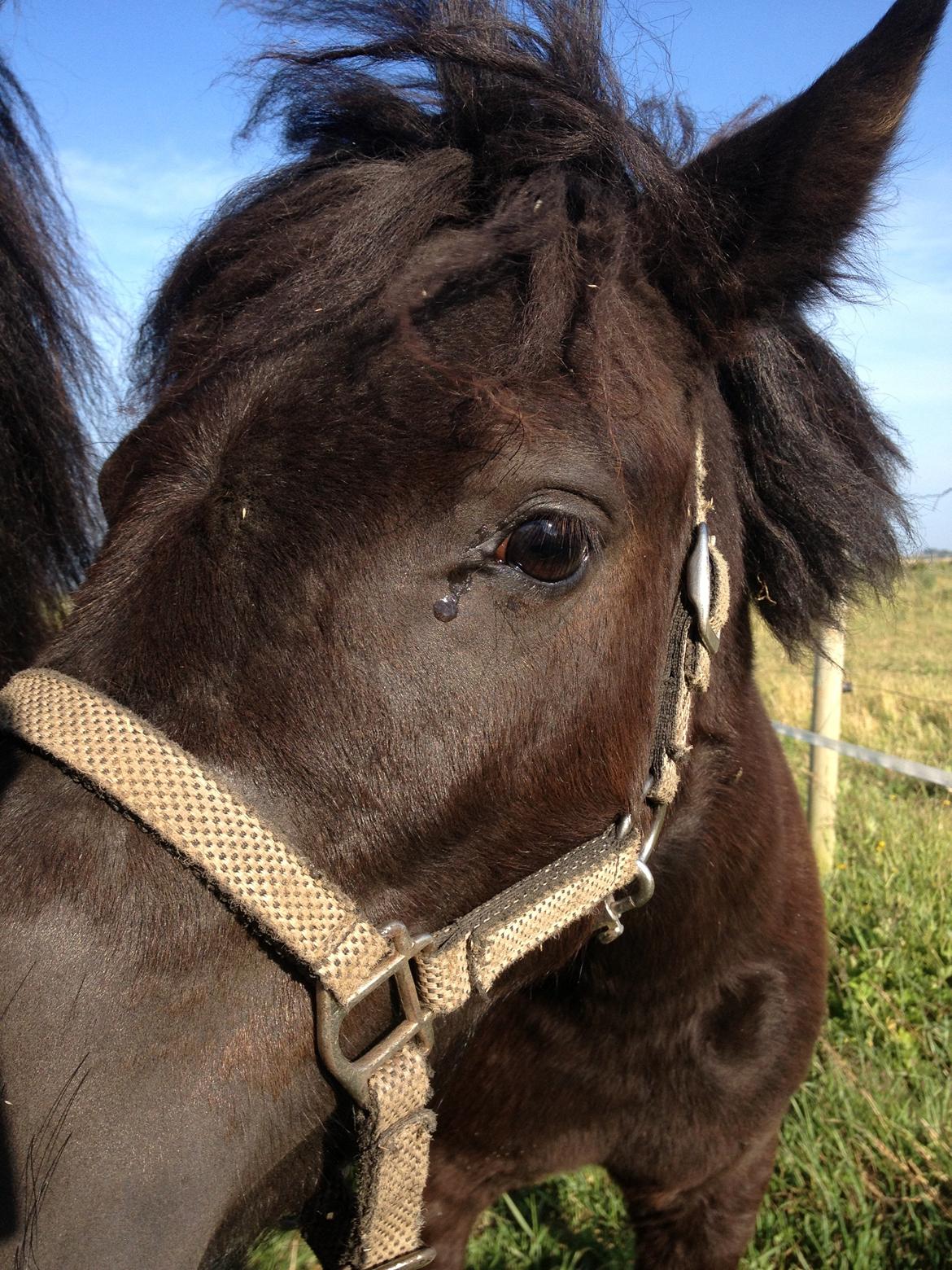 Anden særlig race Donna billede 1