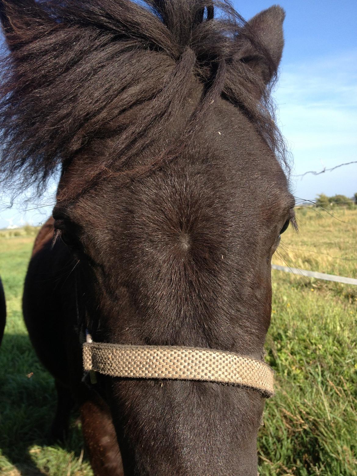 Anden særlig race Donna billede 4