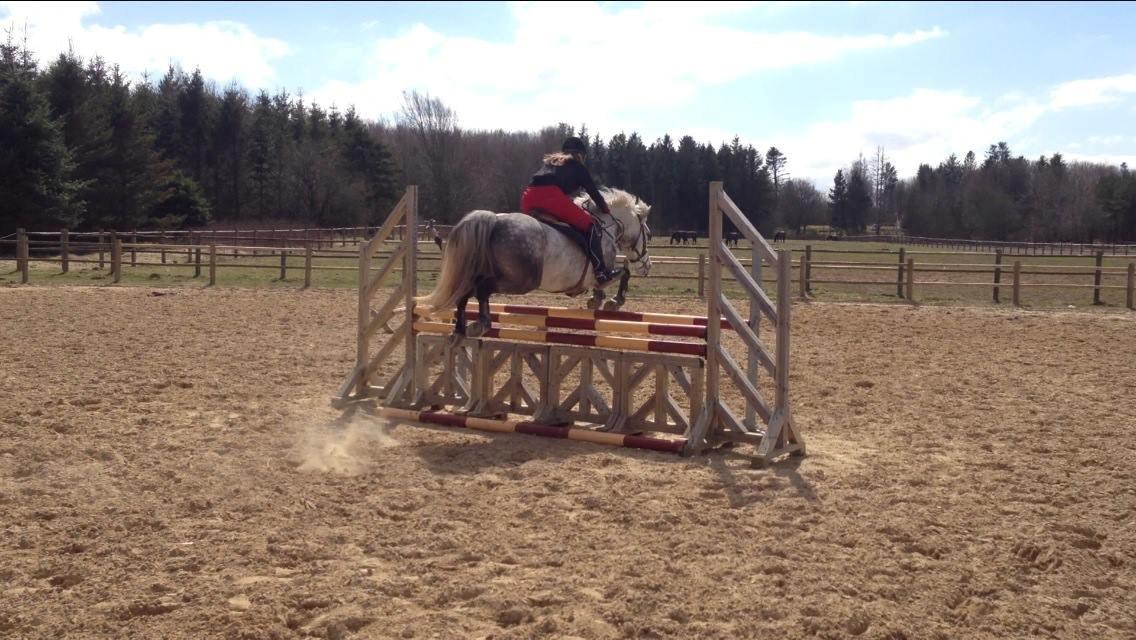 Irsk Sportspony Castlefarm Rainbow billede 12