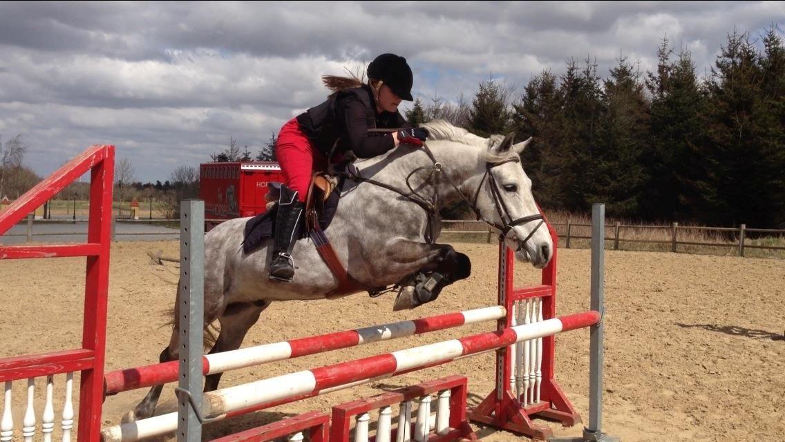 Irsk Sportspony Castlefarm Rainbow billede 13