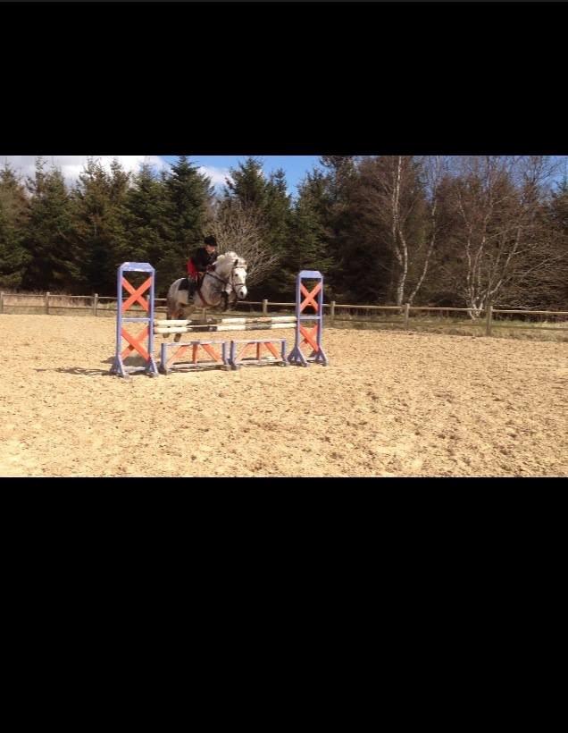 Irsk Sportspony Castlefarm Rainbow billede 14