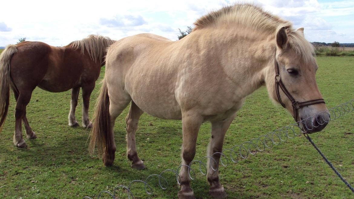 Fjordhest Flicka billede 13