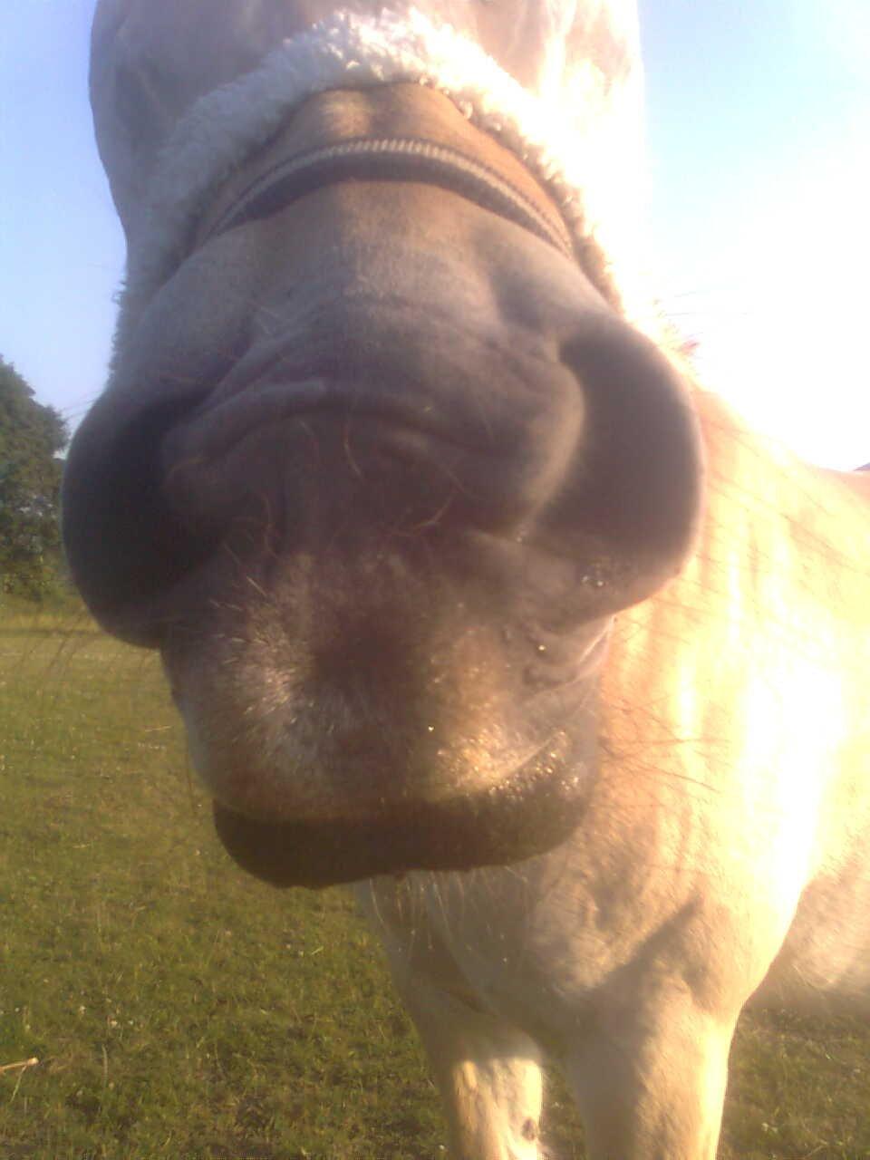 Fjordhest Flicka - En sød og blød mule lige til at ae :) billede 3