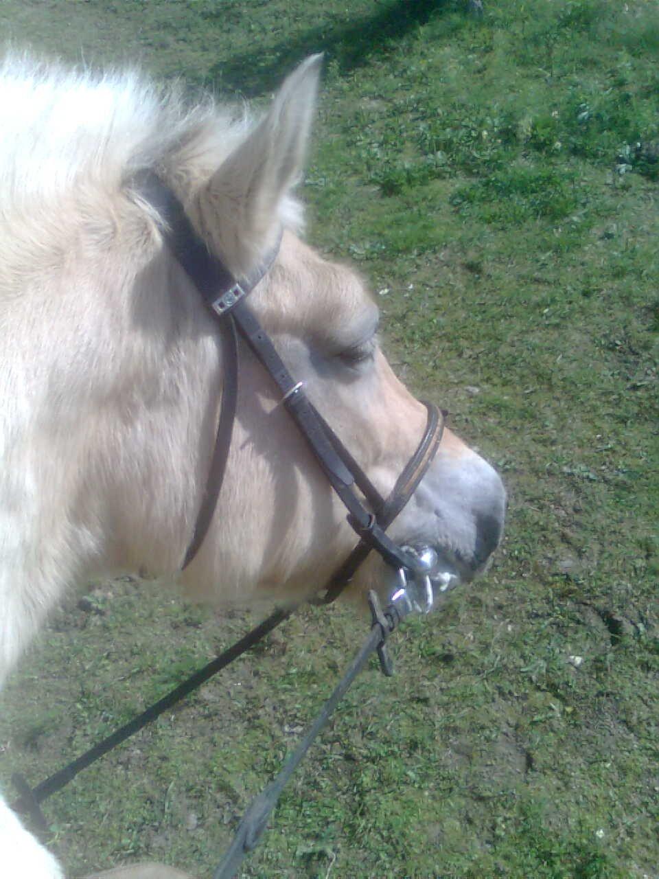 Fjordhest Flicka - Er det mund lidt skum man kan se i mundvigen? :) billede 14