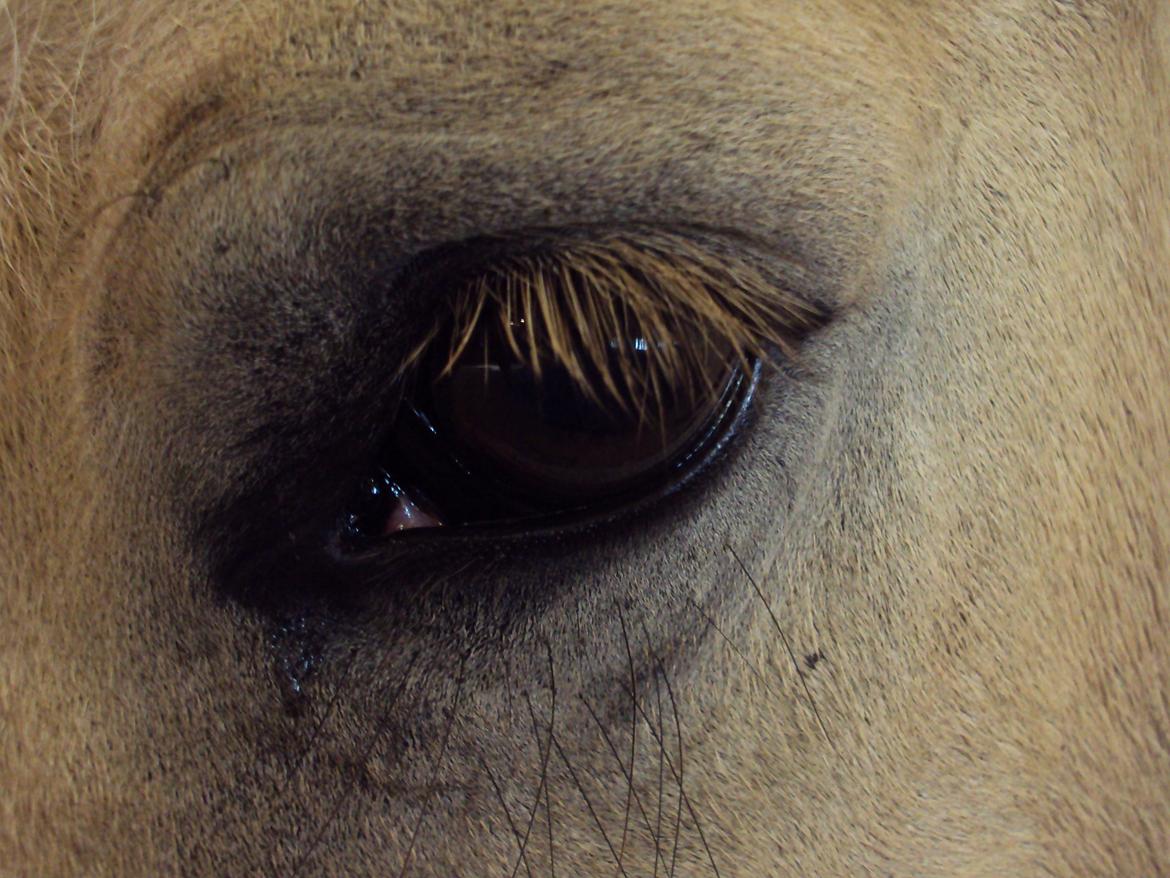 Fjordhest Flicka - Hendes smukke øje billede 2