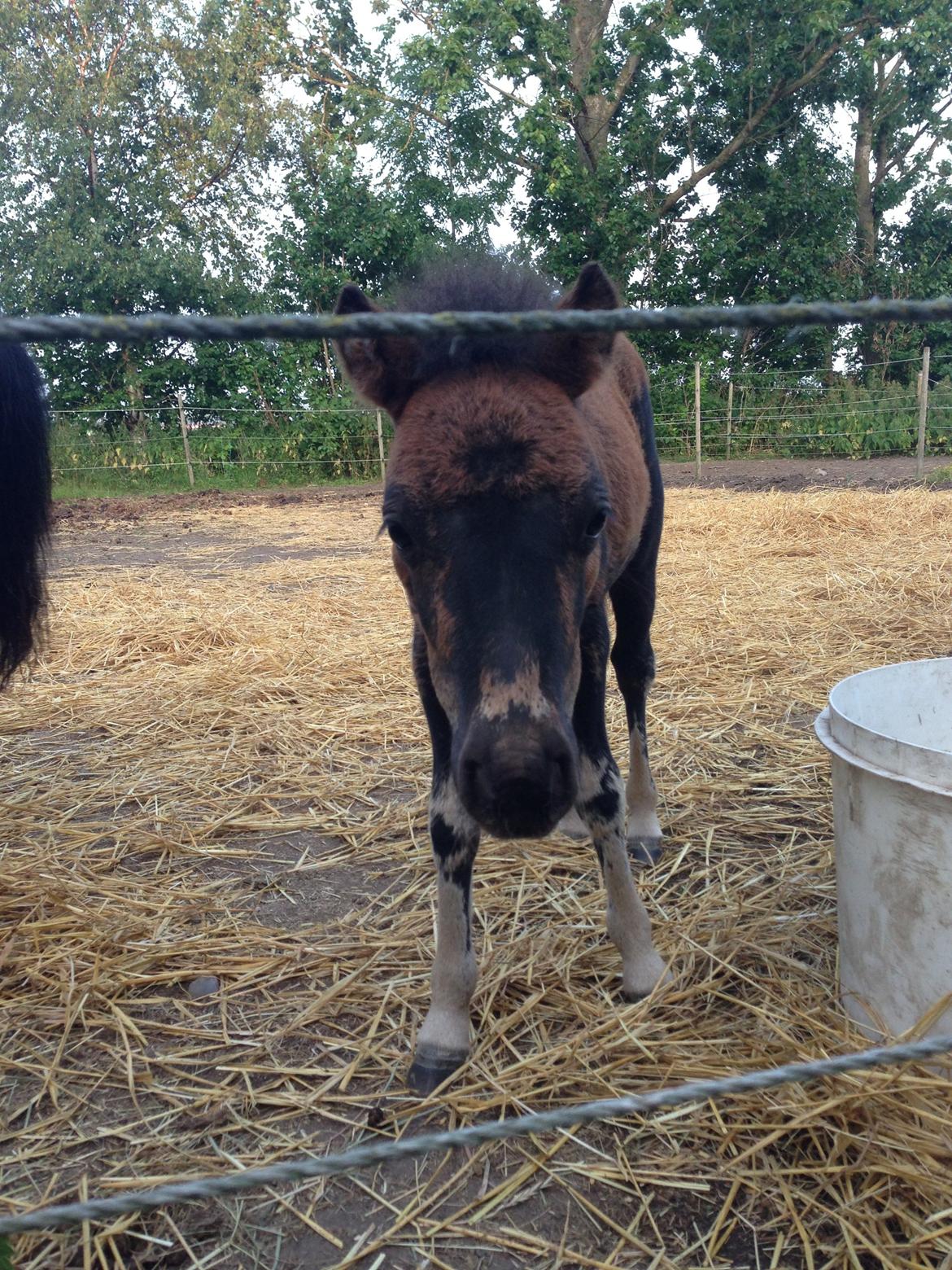Anden særlig race Cira (udlånt) - Ca 2 måneder billede 15