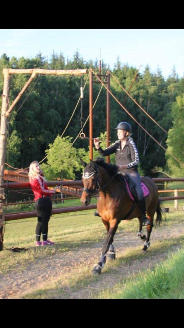 Dansk Varmblod Ellegaards Atea - Ridelejr 2013. billede 15