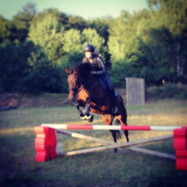 Dansk Varmblod Ellegaards Atea - Ridelejr 2013. billede 6