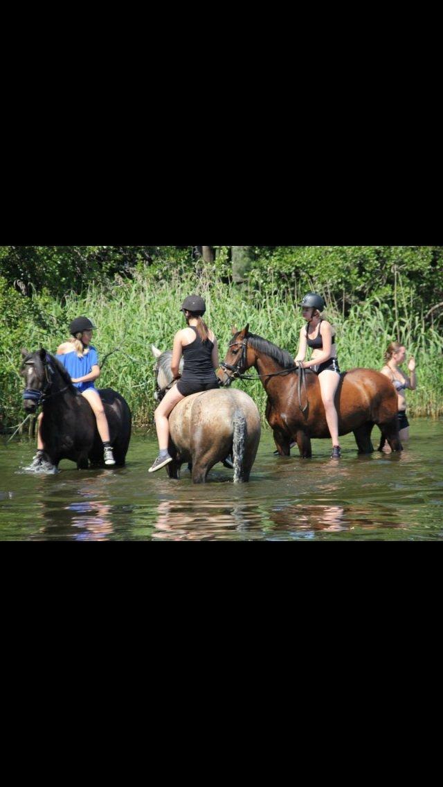 Dansk Varmblod Ellegaards Atea - Ridelejr 2013. billede 12